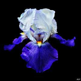 Iris vole