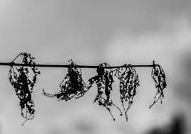 Silhouettes dansantes