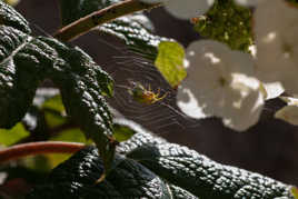 6 minuscule araignée au travail