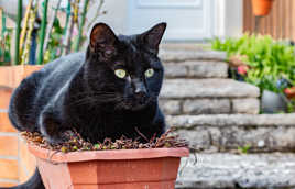 Simba couve petites fleurs