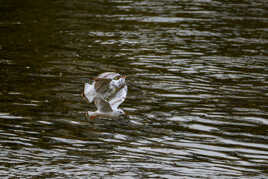 Valse des mouettes...