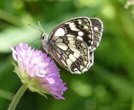 Une dernière gorgée de nectar pour la route ...