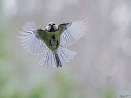 le vol de la mésange