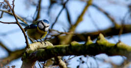 mésange bleue