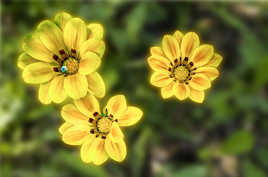 Trio de fleurs jaunes