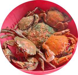 Araignée et étrilles du jour (casier)