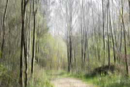 Couleurs printanières dans la forêt