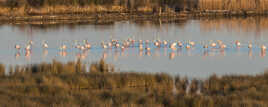 Panorama sur les flamants roses