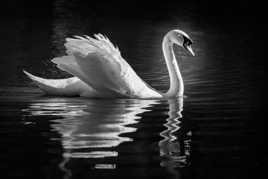 Le seigneur des plans d'eau