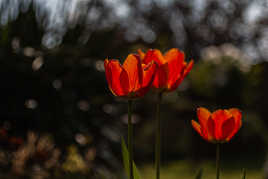 trio tulipes