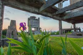 La fleur et les forges