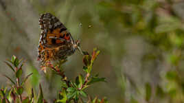 Papillon Belle Dame