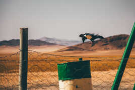 L’aile et le sable