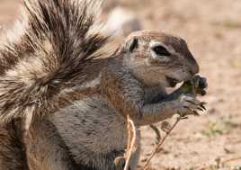 Ground Squirrel