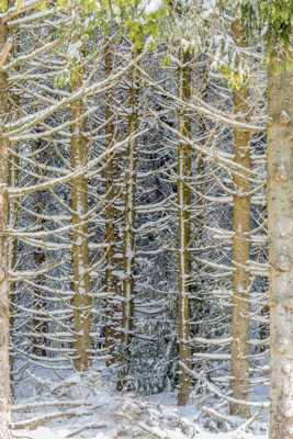 Encore de la neige et des arbres !!