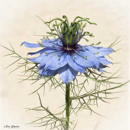Nigelle de Damas