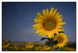 Tournesol