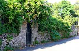 porte glycine fleurie