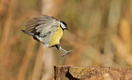 Atterrissage parfait