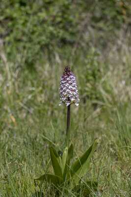 Sa Majesté l'Orchis pourpre