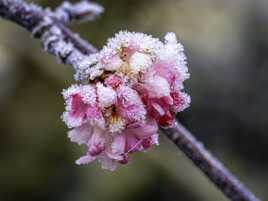 Ce matin, petite fleur bien givrée !