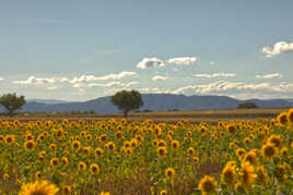 Champ de Tournesols