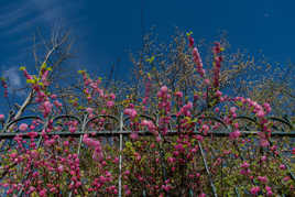 Foisonnement printannier