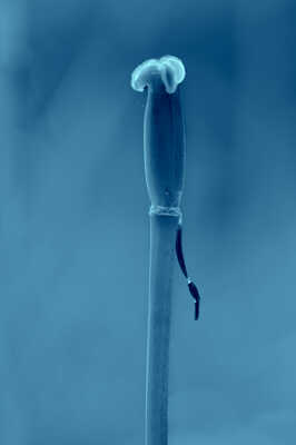 Nature monochrome (28)