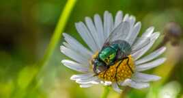 La mouche et la fleur