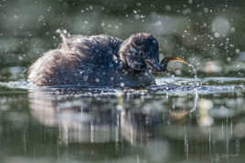 Un triton dans le bec