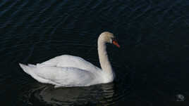 Juste un cygne