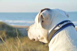 Qu'est ce qui vient au loin?