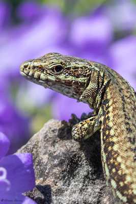 Lézard