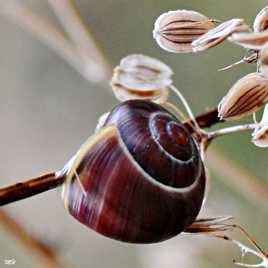 Bien scellé sur sa brindille