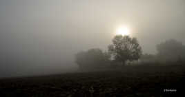 Campagne dans la brume (couleur)