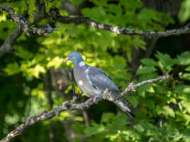 PIGEON RAMIER ou PALOMBE