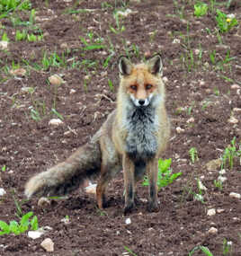 il y a dans les yeux des animaux sauvage comme une verite 2