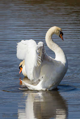 Un cygne peut en cacher un autre