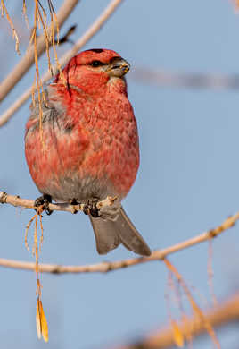 Durbec des sapins mâle