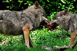 Difficulté de partage.