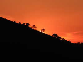 Silhouettes d'arbres au coucher du Soleil