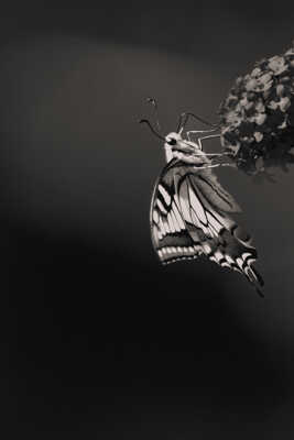 Machaon