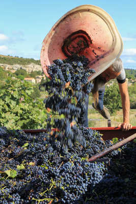 Vendanges à la main