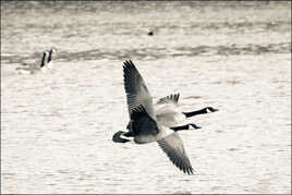 On se tire à tire d'ailes.