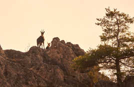 Le matin des chamois.