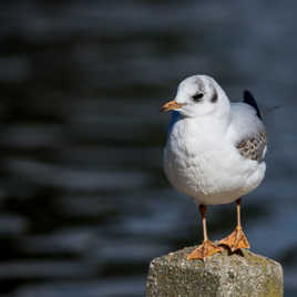 Mouette