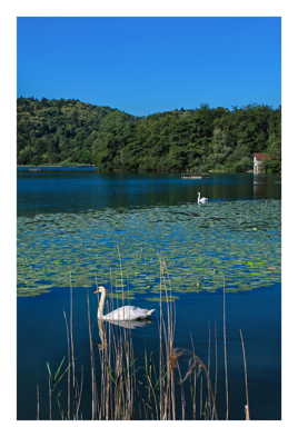 Les deux cygnes