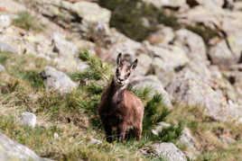 Un petit chamois très intrigué