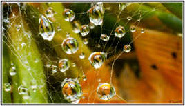 Perles de pluie