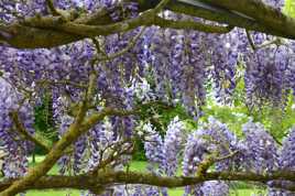 Senteur printanière